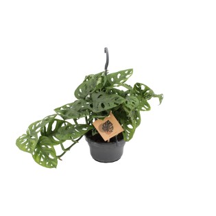 Monstera Monkey - Ø14Cm - ↕30Cm