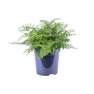 Asplenium Parvati - Ø21Cm - ↕40Cm