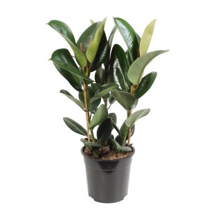 Ficus Elastica Robusta - Ø27Cm - ↕85Cm