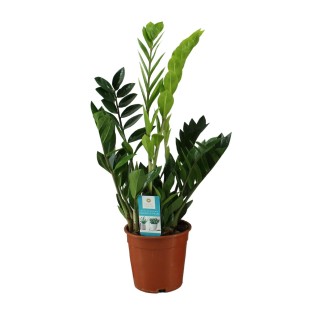 Zamioculcas Zamiifolia - Ø17Cm - ↕65Cm