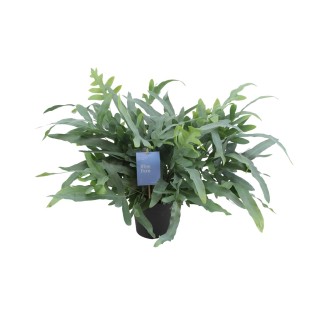 Phlebodium Aureum Blue Star - Ø17Cm - ↕50Cm