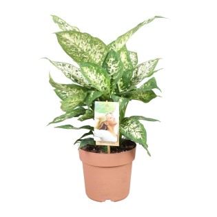 Dieffenbachia Compacta - Ø17Cm - ↕45Cm