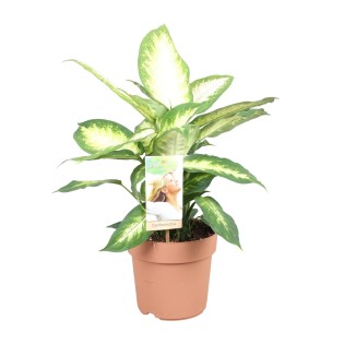 Dieffenbachia Camilla - Ø17Cm - ↕45Cm