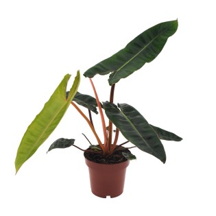 Philodendron Billietiae - Ø12Cm - ↕25Cm