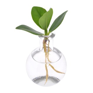 Clusia In Samoa Glas - Ø5Cm - ↕10Cm