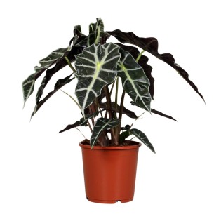 Alocasia Polly - Ø17Cm - ↕45Cm