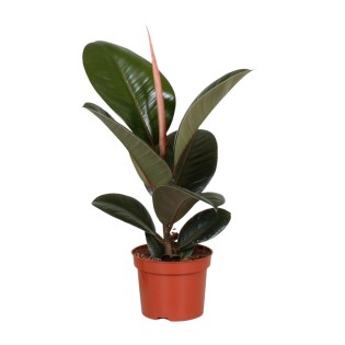 Ficus Elastica Robusta - Ø12Cm - ↕35Cm