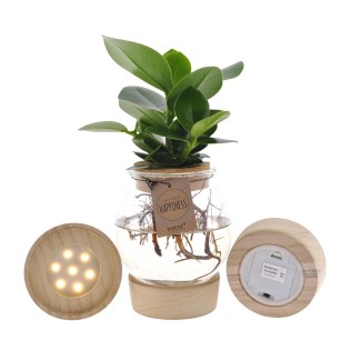 Clusia In Bolglas + Klikkurk + Led - Ø12Cm - ↕30Cm