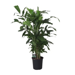 Caryota Mitis - Ø24Cm - ↕120Cm