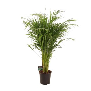Dypsis Lutescens - Ø21Cm - ↕110Cm