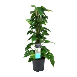 Scindapsus (Epipremnum) - Ø19Cm - ↕80Cm