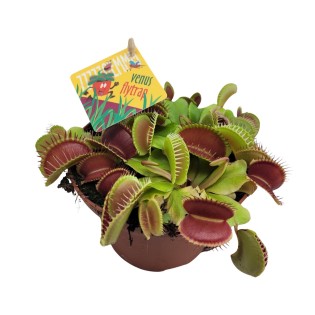 Dionaea Muscipula - Ø12Cm - ↕12Cm