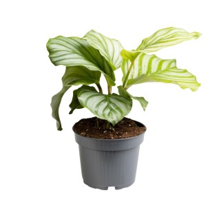 Calathea Orbifolia - Ø12Cm - ↕25Cm