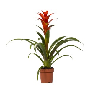 Guzmania Ostara - Ø12Cm - ↕45Cm