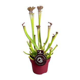 Sarracenia Farnhamii - Ø12Cm - ↕40Cm