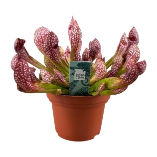 Sarracenia Scarlet Belle - Ø12Cm - ↕40Cm