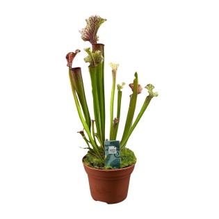 Sarracenia Judith Hindle - Ø12Cm - ↕30Cm