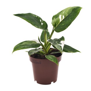 Philodendron White Princess - Ø12Cm - ↕25Cm