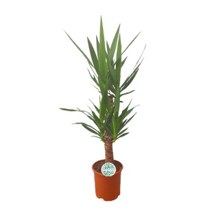 Yucca - Ø21Cm - ↕90Cm