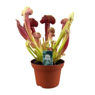 Sarracenia Barba - Ø12Cm - ↕25Cm