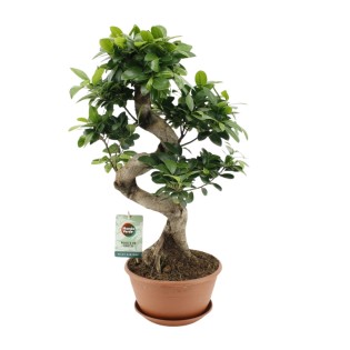 Ficus Ginseng - Ø22Cm - ↕60Cm