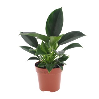 Philodendron Green Princess - Ø12Cm - ↕25Cm