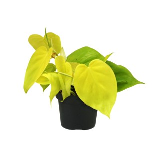 Philodendron Lime - Ø12Cm - ↕20Cm