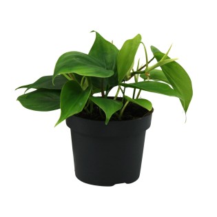 Philodendron Scandens - Ø12Cm - ↕20Cm
