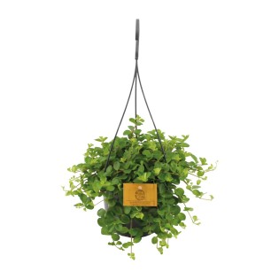 Peperomia Rotundifolia - Ø15Cm - ↕25Cm