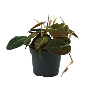Philodendron Micans - Ø12Cm - ↕15Cm
