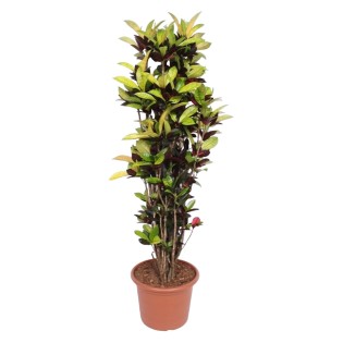 Codiaeum Iceton (Croton Iceton) - 190 Cm - Ø45