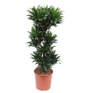 Dracaena Compacta - 140 Cm - Ø30