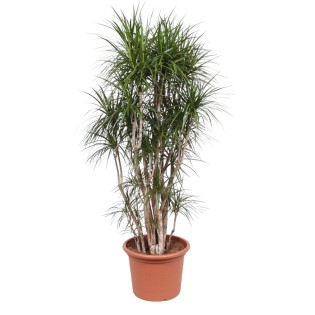 Dracaena Marginata Branched - 210 Cm - Ø50