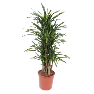 Dracaena Riki - 140 Cm - Ø30