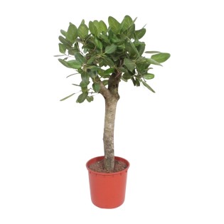 Ficus Benghalensis Tree - 150 Cm - Ø30