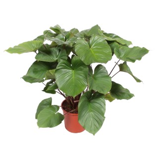 Homalomena Rubescens Maggy - 100 Cm - Ø24