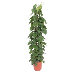 Philodendron Scandens Wire Mesh Rack - 150 Cm - Ø27