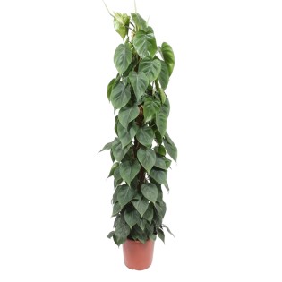 Philodendron Scandens Moss Stick - 150 Cm - Ø27