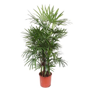 Rhapis Excelsa - 190 Cm - Ø34