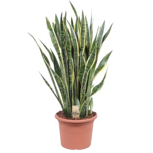 Sansevieria Laurentii - 100 Cm - Ø35