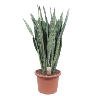 Sansevieria Zeylenica - 110 Cm - Ø35