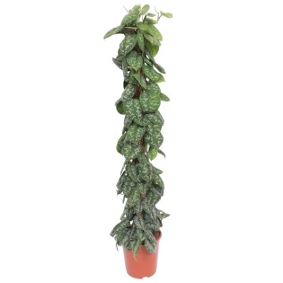 Scindapsus Pictus Trebie Moss Stick - 160 Cm - Ø30