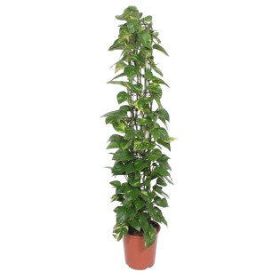Epipremnum Aureum Mesh Rack - 160 Cm - Ø27