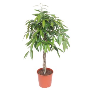 Ficus Amstel King Braided Trunk - 140 Cm - Ø30