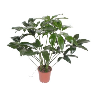 Philodendron Green Wonder - 100 Cm - Ø24