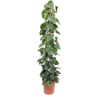 Philodendron Scandens Wire Mesh Rack - 160 Cm - Ø27