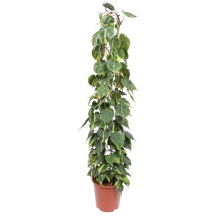 Philodendron Scandens Brasil Wire Mesh Rack - 160 Cm - Ø27