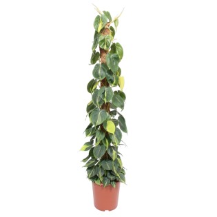 Philodendron Scandens Brasil Moss Stick - 150 Cm - Ø27