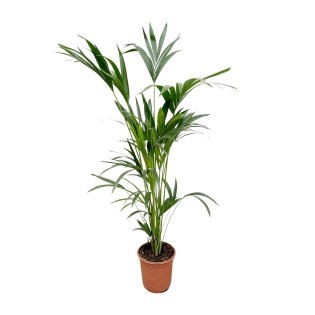 Kentia Palm - 160Cm - Ø24