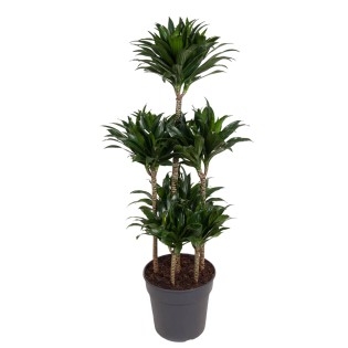 Dracaena Compacta Carrousel - 130 Cm - Ø31